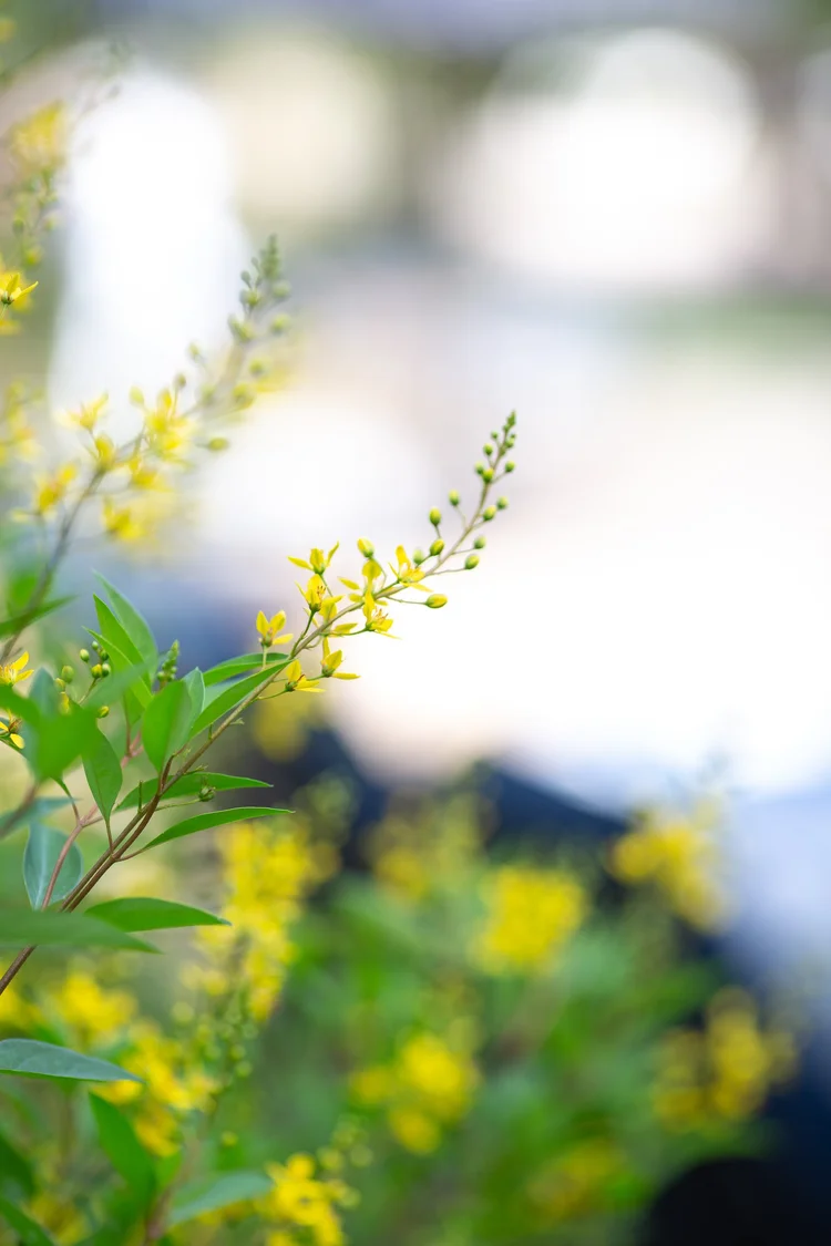 Close-up of a yellow flowering plant with green leaves, blurred background with sunlight.